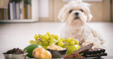 狗狗不能吃什麼？15 種千萬不能讓狗狗吃到的食物和水果！