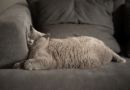 貓咪狗狗過重或太胖有關係嗎？又要如何判斷呢？