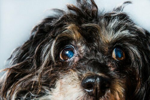 狗狗眼睛疾病 - 青光眼