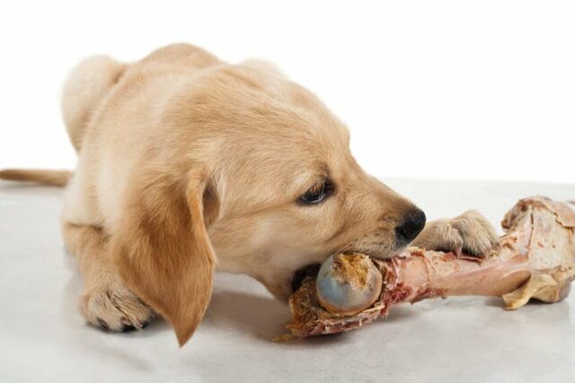 dog-dog_guide-a_labrador_puppy_chewing_a_raw_bone