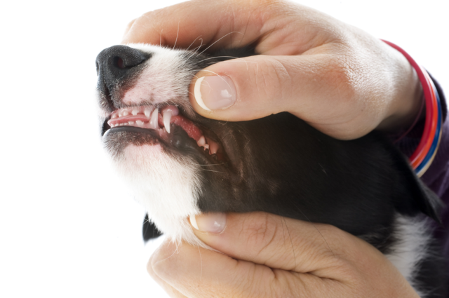 dog-teeth-exam