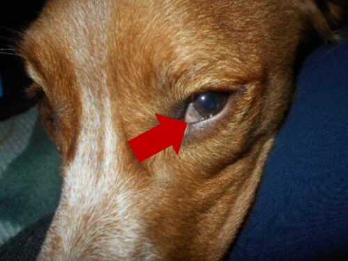狗狗眼睛疾病