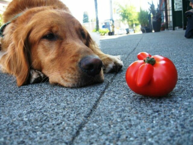 dog_and_tomato_header