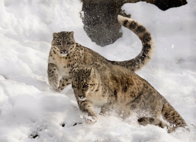 snow-leopard-1982520_1920
